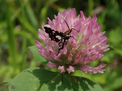 Thyris usitata