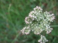 Oenanthe pimpinelloides