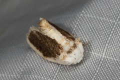 Niphopyralis chionesis