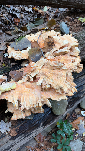 chicken of the woods