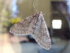 Trichopteryx carpinata