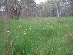 Oenanthe pimpinelloides