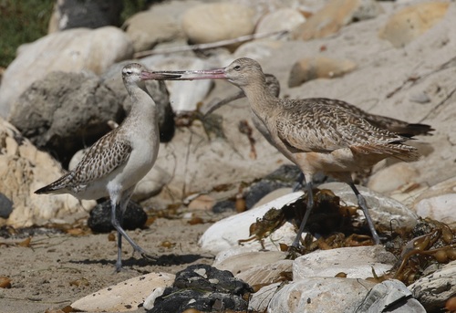 iNaturalist observation photo of Bar-tailed Godwit
