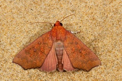 Rusicada nigritarsis