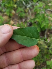 Mirabilis latifolia