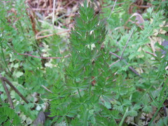 Oenanthe pimpinelloides