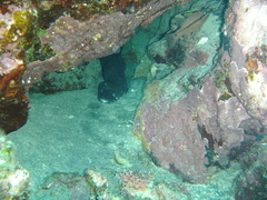 Conger marginatus