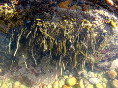 Codium isaacii