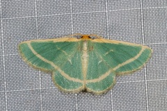 Mixocera latilineata