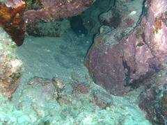 Conger marginatus