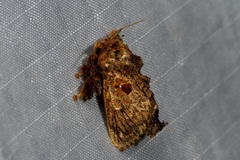 Chalcocelis albiguttatus