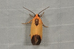 Acontia thapsina