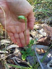 Pterostylis hispidula