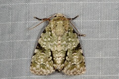 Acronicta psorallina
