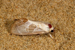 Westermannia gloriosa