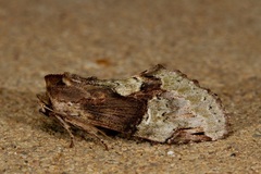 Antithemerastis acrobela