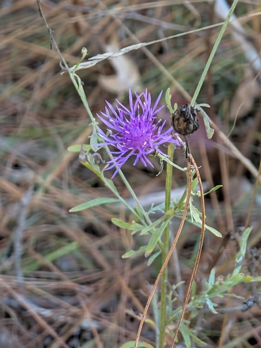 spotted knapweed