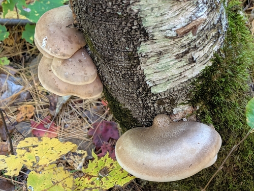 birch polypore