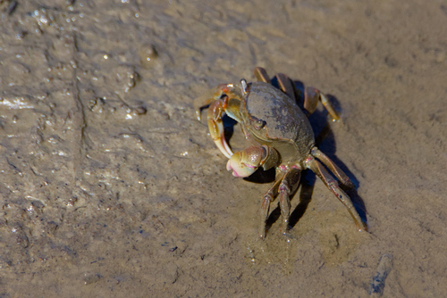 Chasmagnathus observed 2026-10-04