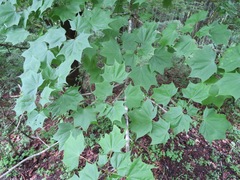 Acer pictum mono
