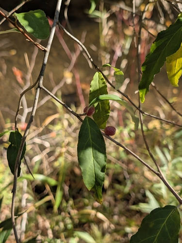 autumn olive