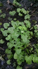 Ficaria verna bulbilifera