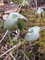 Parasenecio kamtschaticus