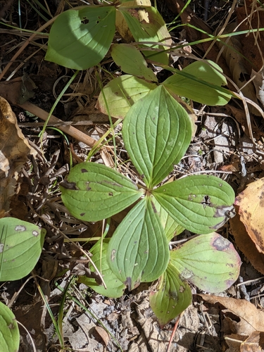 Canadian bunchberry