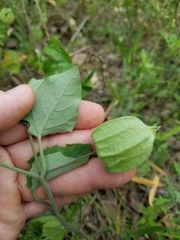 Physalis mollis