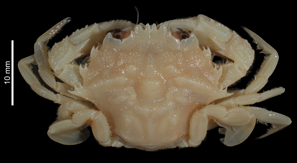 Echinolatus