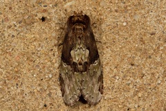 Antithemerastis acrobela
