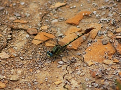 Arigomphus lentulus
