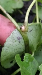 Ficaria verna bulbilifera