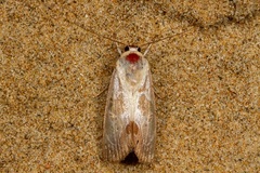 Westermannia gloriosa