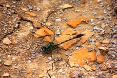 Arigomphus lentulus