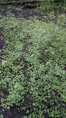 Ficaria verna bulbilifera