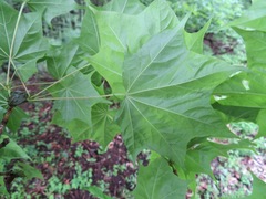 Acer pictum mono