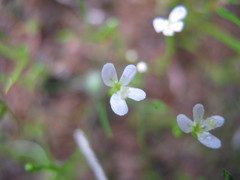 Stylidium despectum