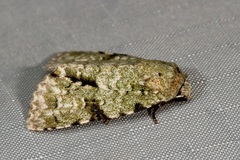 Acronicta psorallina