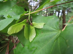 Acer pictum mono