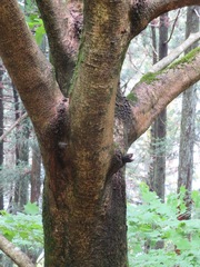 Acer pictum mono