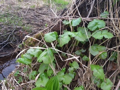 Parasenecio kamtschaticus