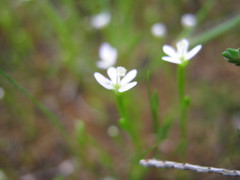 Stylidium despectum