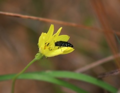 Acmaeodera ornatoides