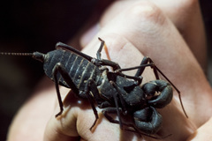 Hypoctonus siamensis