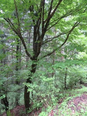 Acer pictum mono