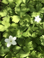 Anemonastrum baicalense