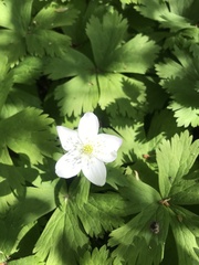 Anemonastrum baicalense