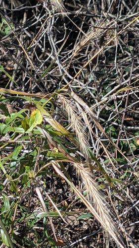 Elymus villosus, 2026-10-11