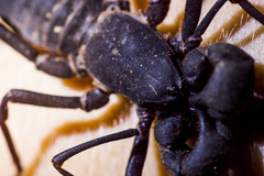 Hypoctonus siamensis